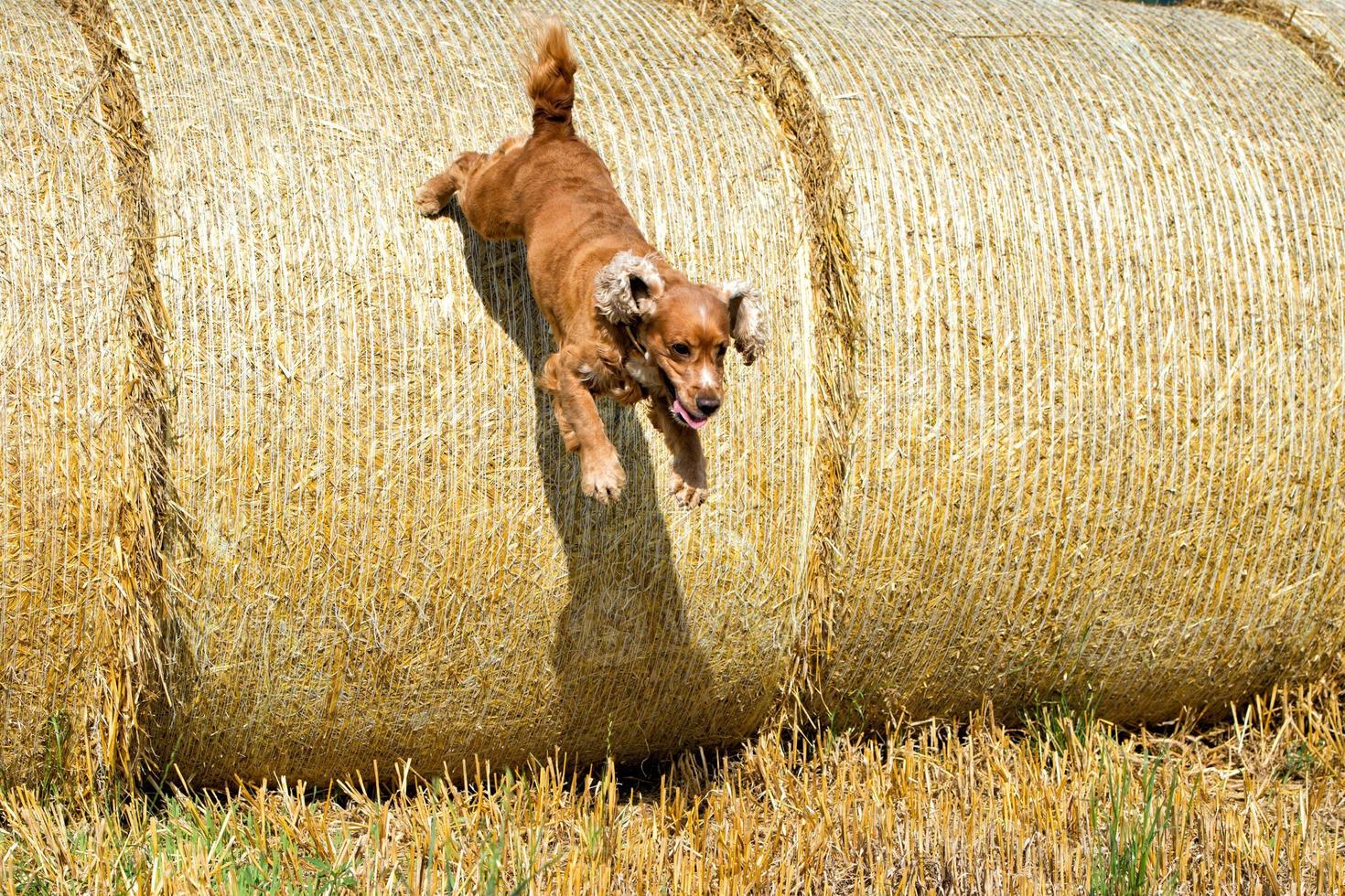 Dog puppy cocker spaniel coming to you photo