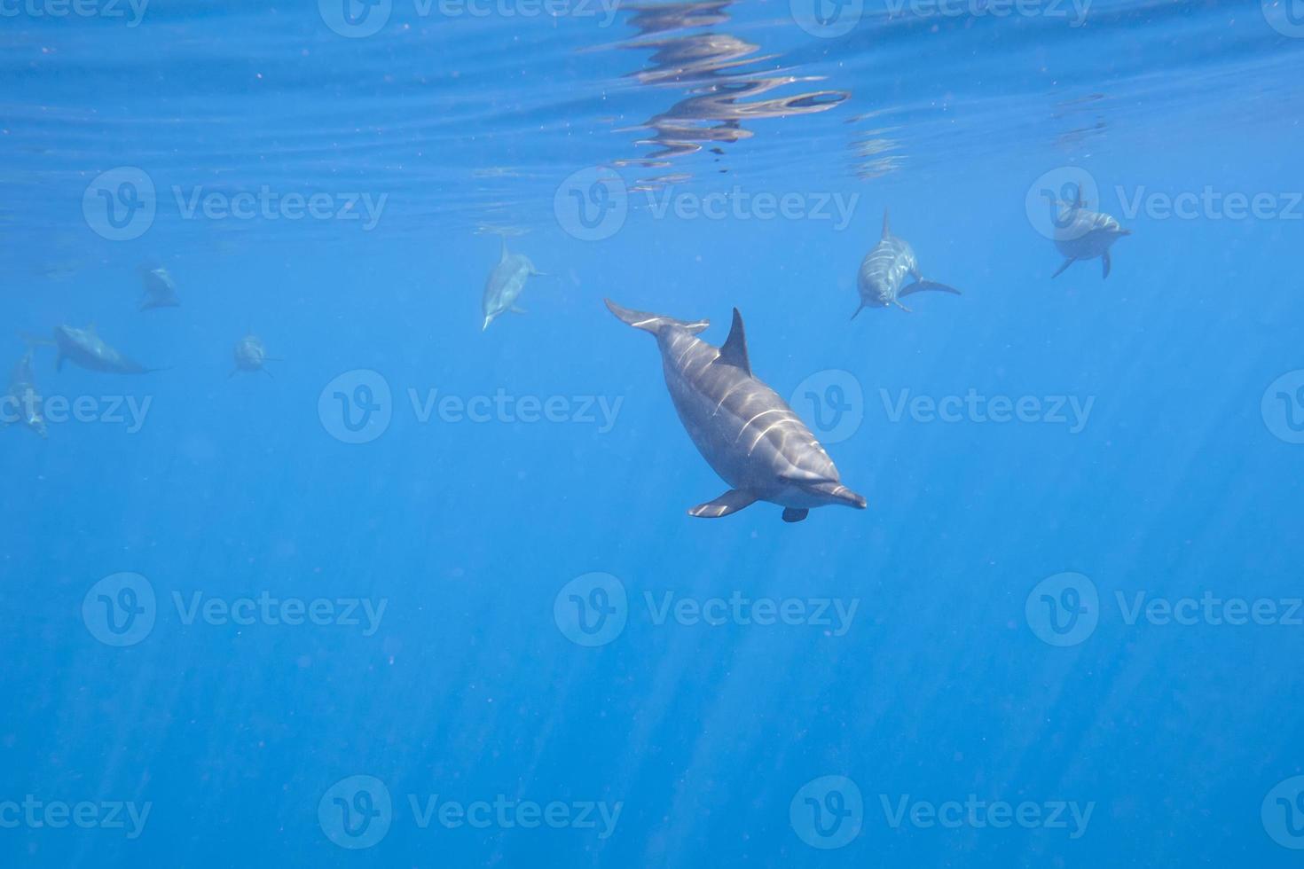 Dolphins Underwater Close encounter photo