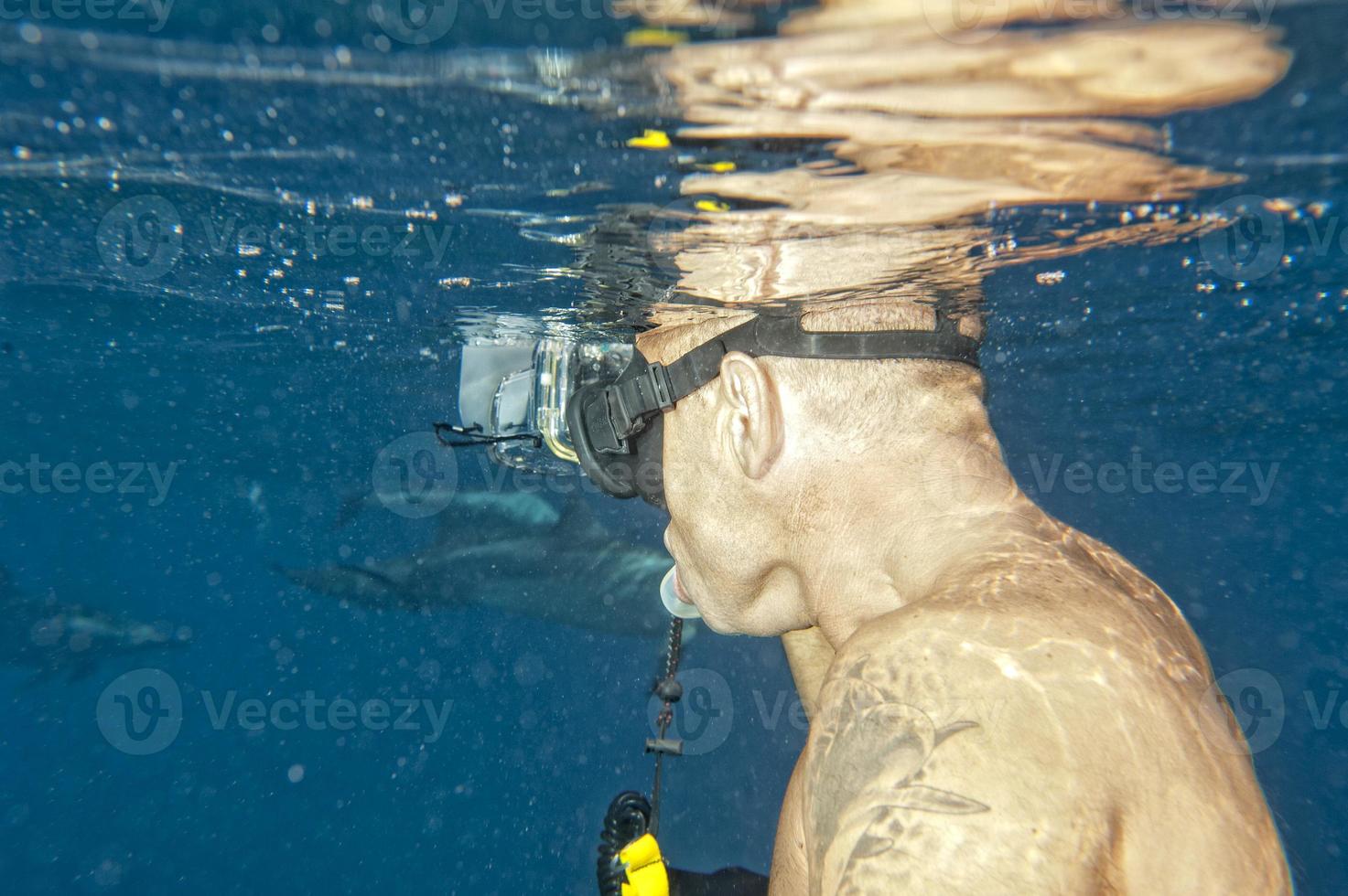 Dolphins while swimming underwater photo