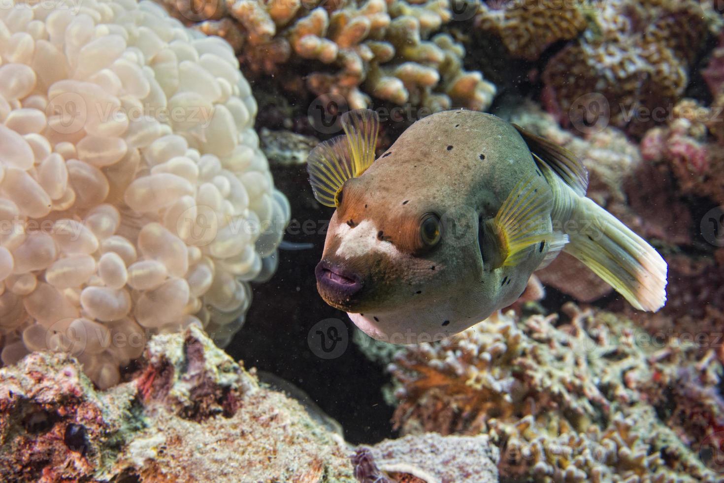 colorful ball puffer fish photo