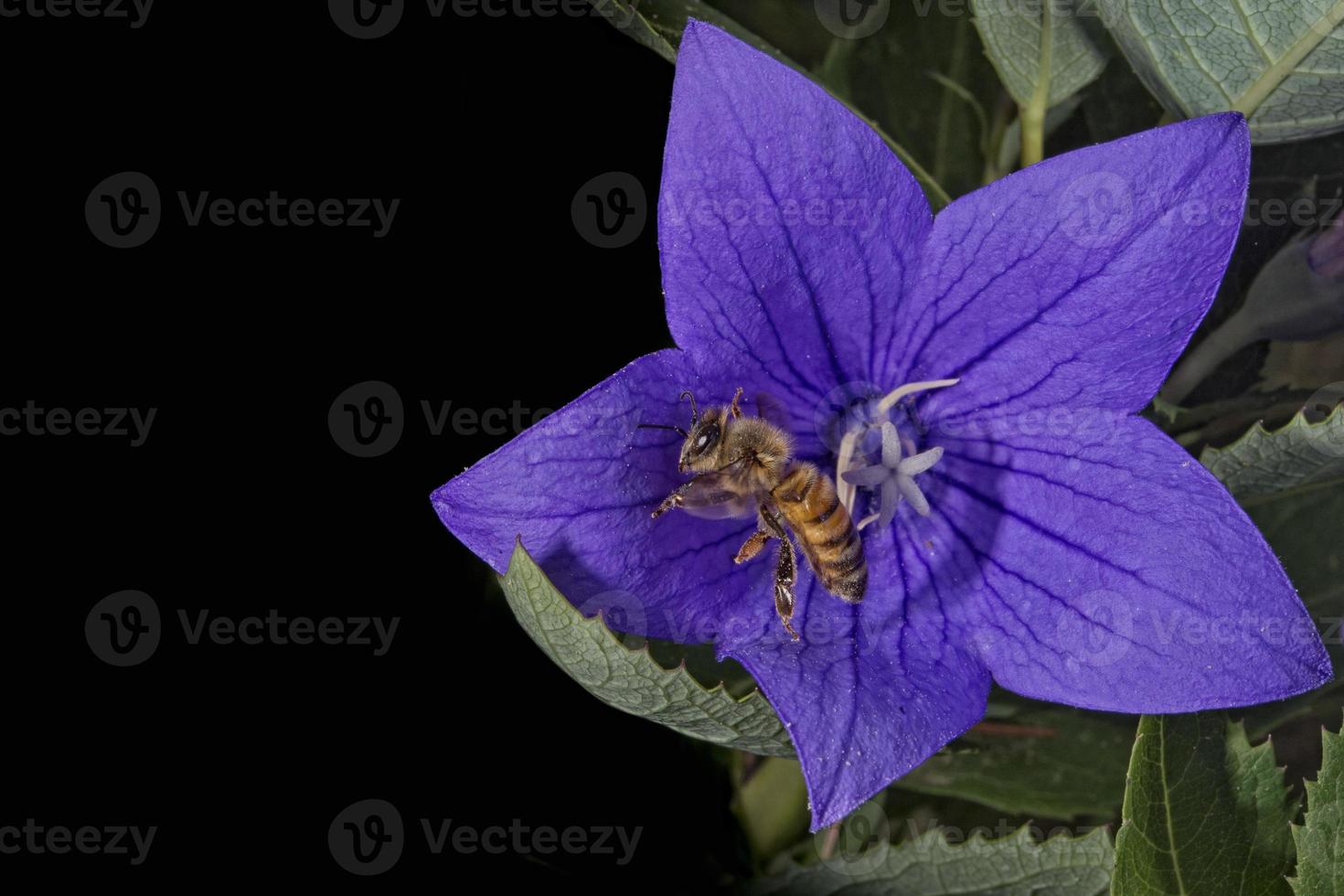 bee flying to you from flower photo