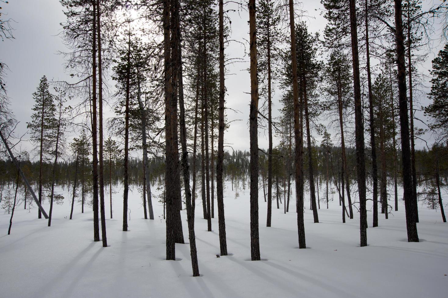 Beautiful forest with snow and winter light photo