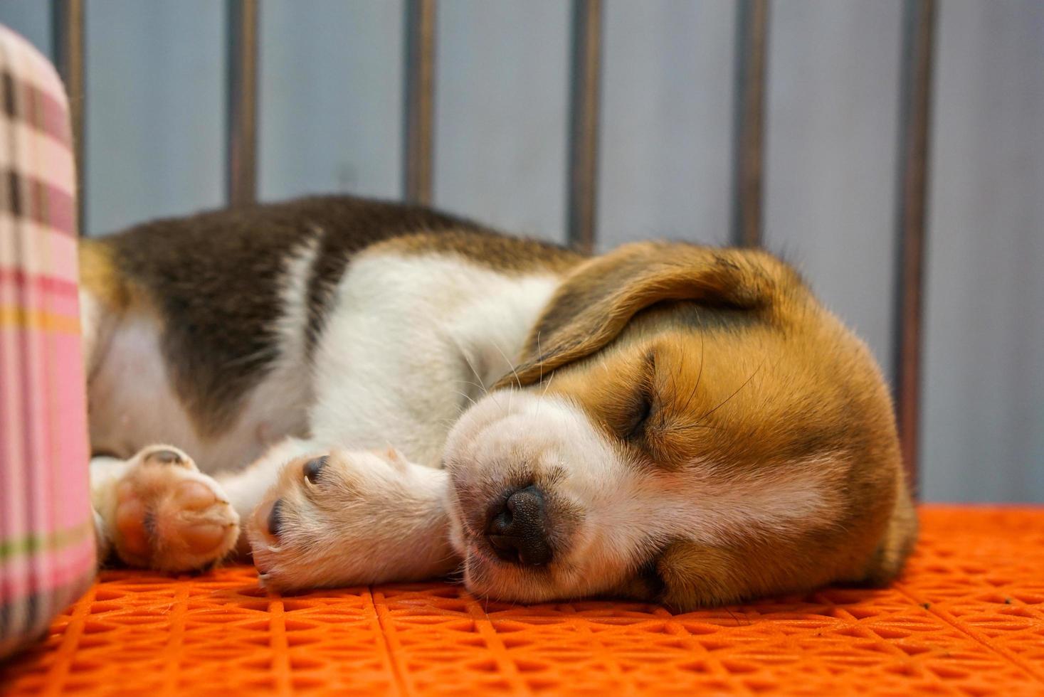 The puppy sleeps in the cage after it ran all day. photo