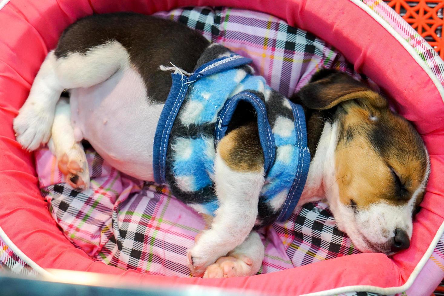 The puppy sleeps in the dog bed after it ran all day. photo