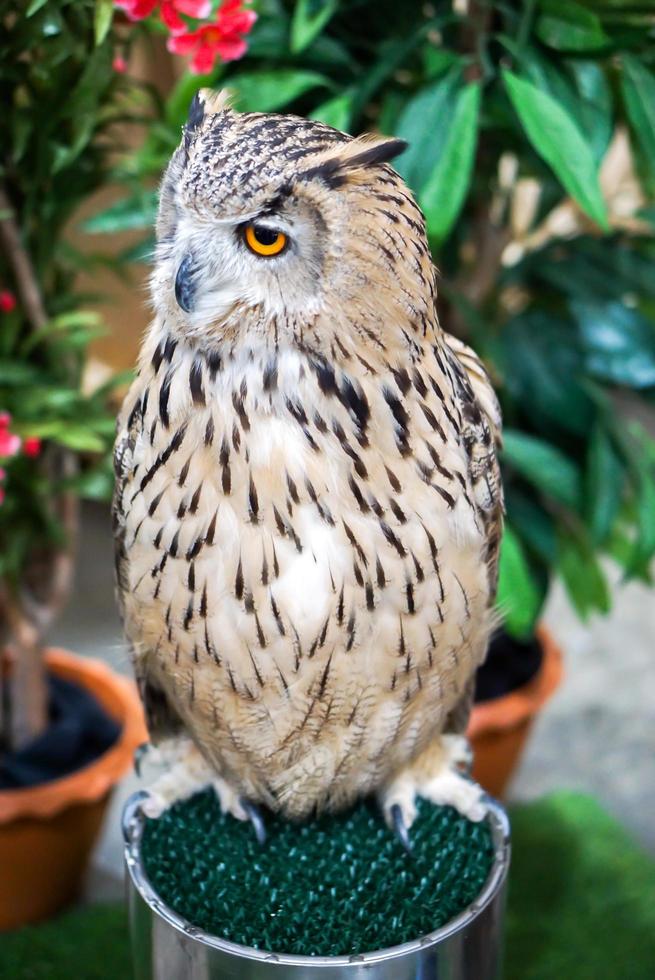 Closeup big owl standing on steel photo