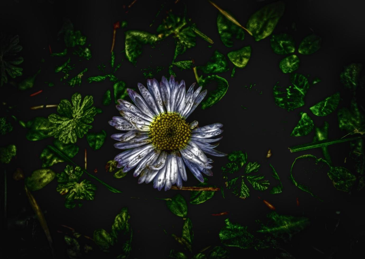 a close up of a daisy with its white petals during spring 2022 in italy photo