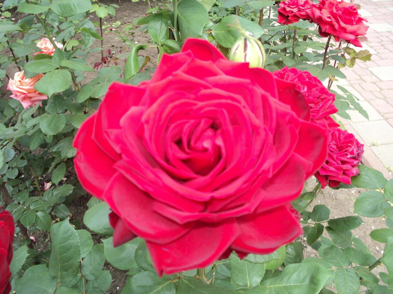 Red rose flower close up. Photo from phone.