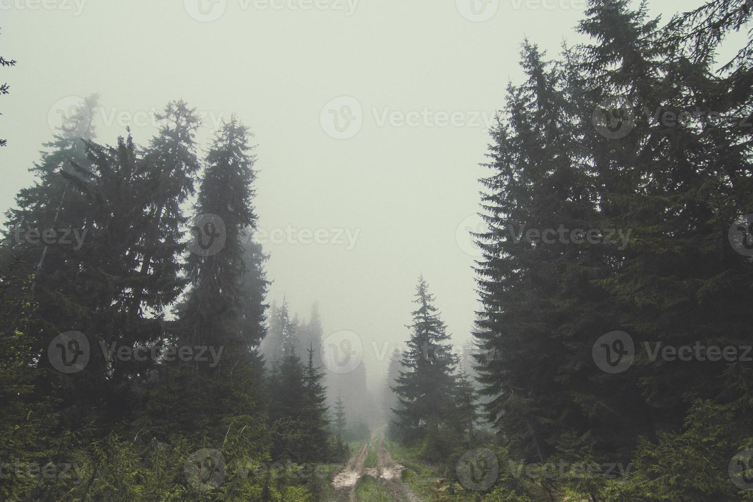 Foggy trail in forest landscape photo