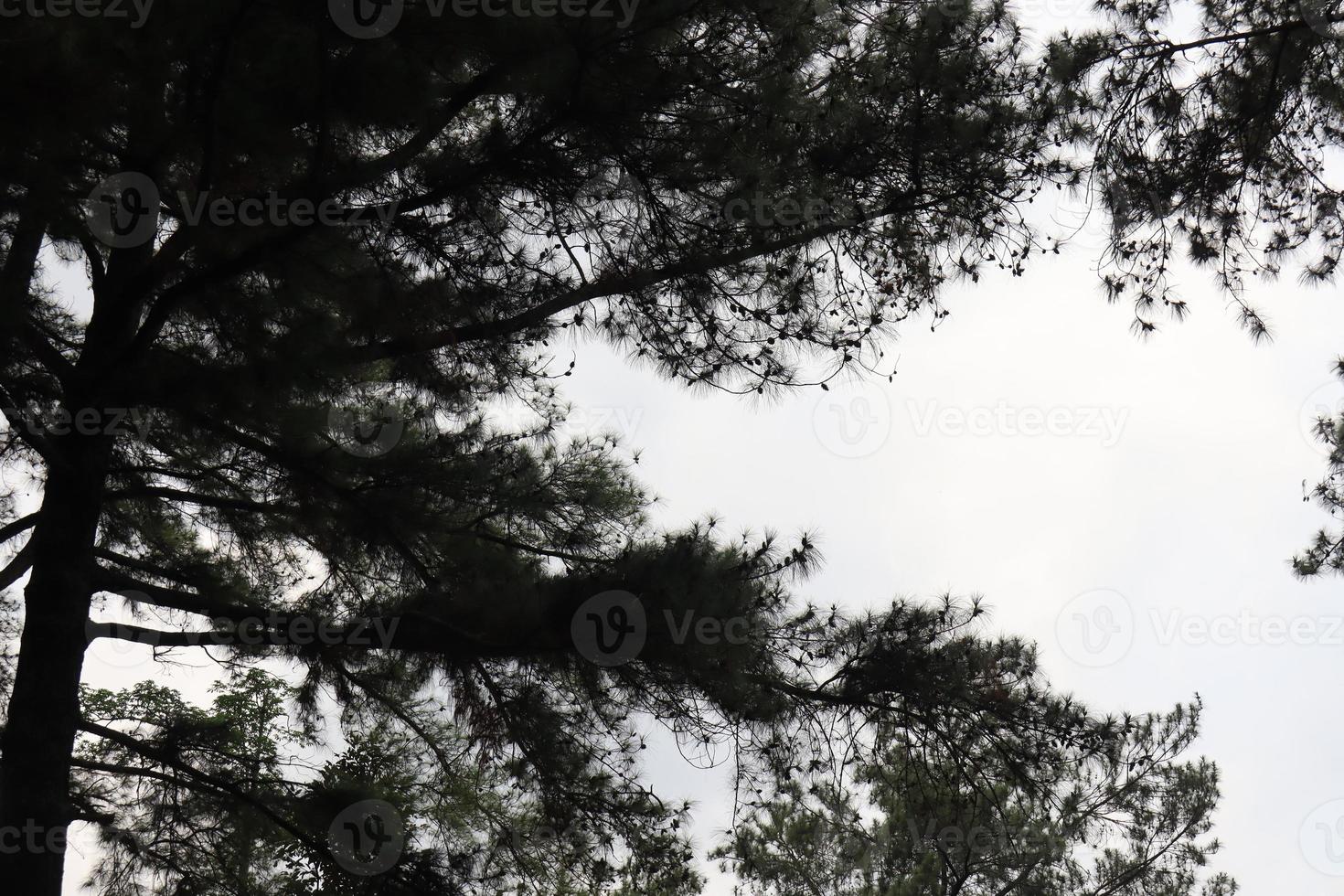 cool and fresh natural scenery with trees during the day pijar garden photo