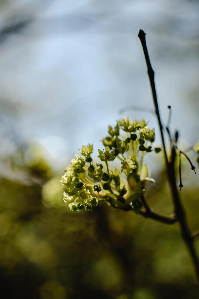 White Flowers on Brown Stem photo