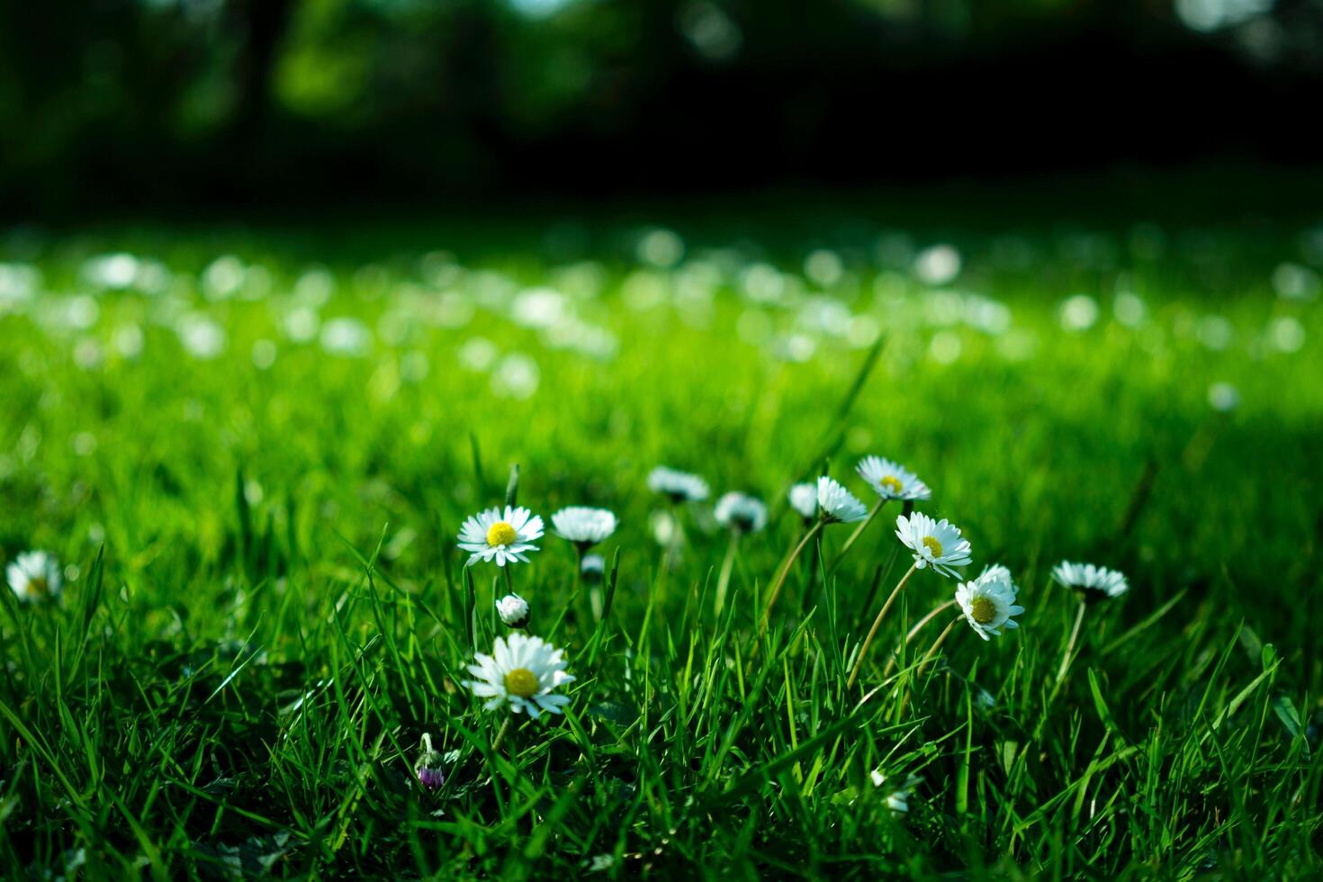 White Daisy on Grass Field photo