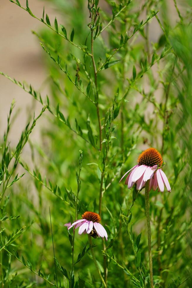 blanco y marrón flor en inclinación cambio lente foto