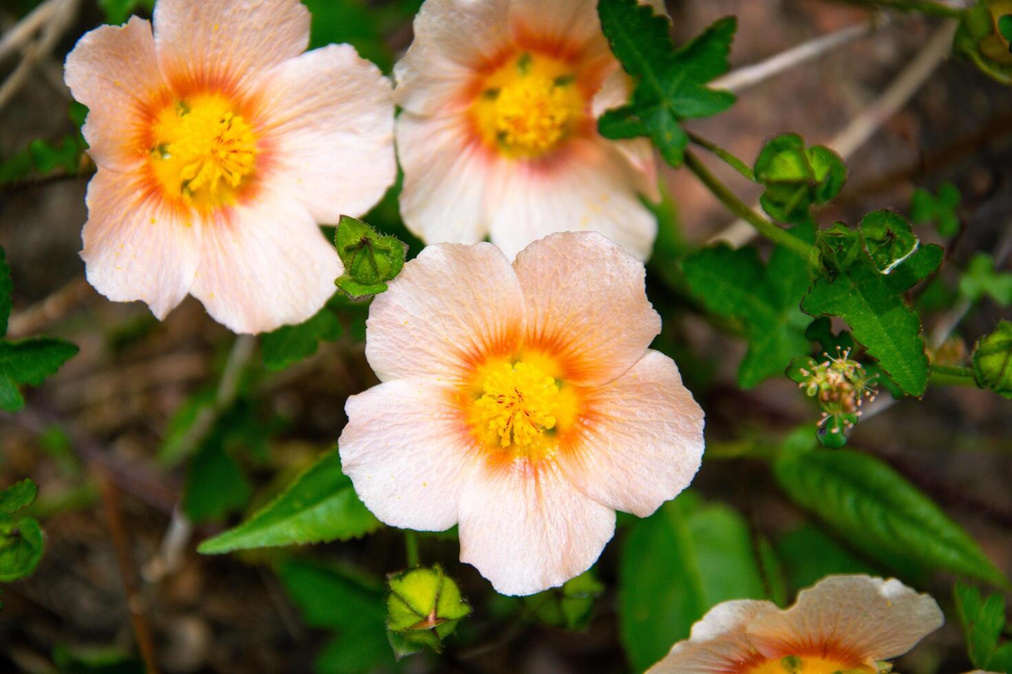 de cerca Disparo de flores foto