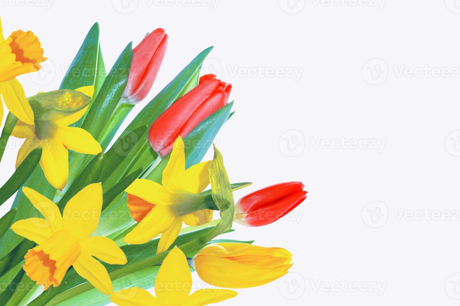 Bright colorful spring flowers of daffodils and tulips isolated on white background. photo