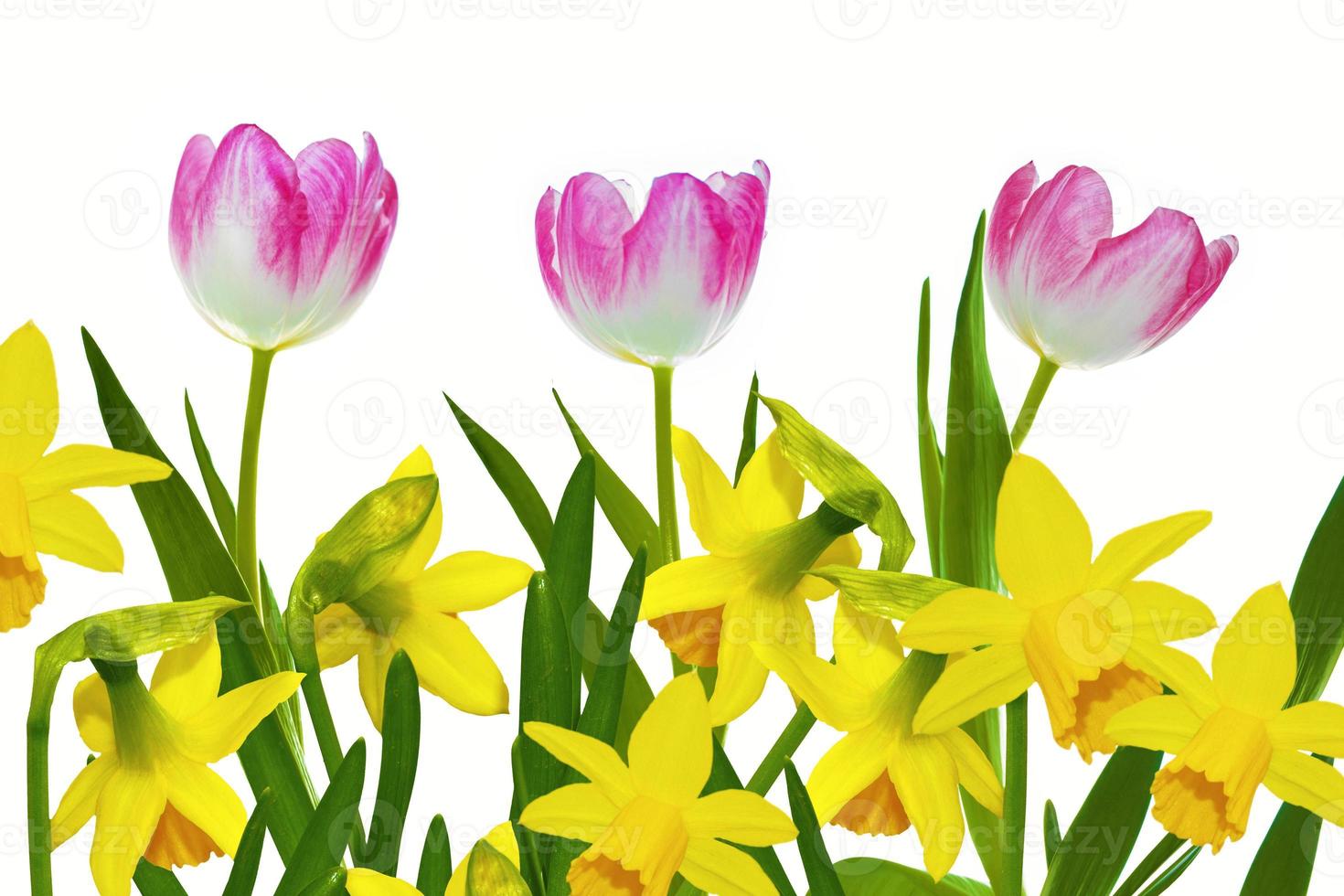 Bright colorful spring flowers of daffodils and tulips isolated on white background. photo