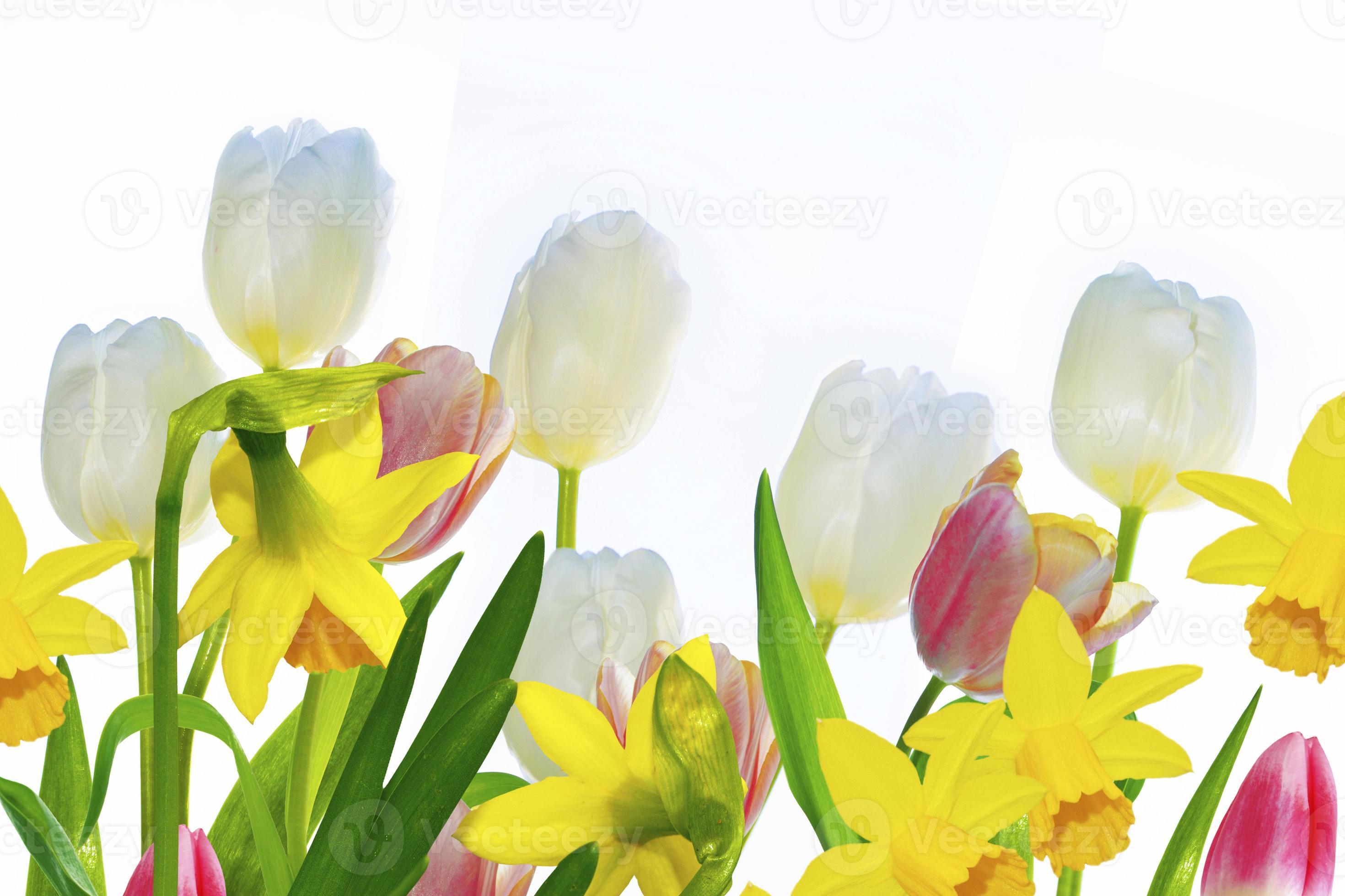Bright colorful spring flowers of daffodils and tulips isolated on