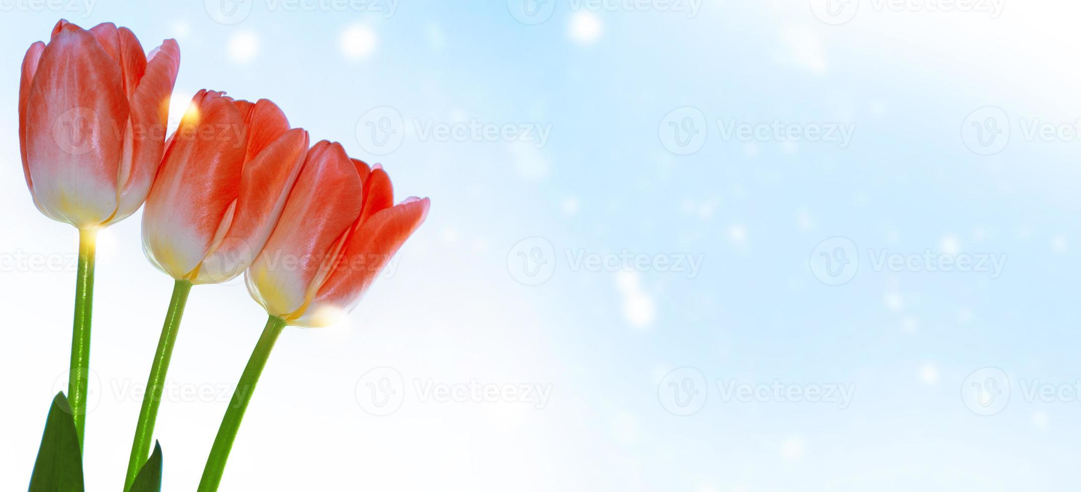 spring colorful flowers tulips. floral collection. photo