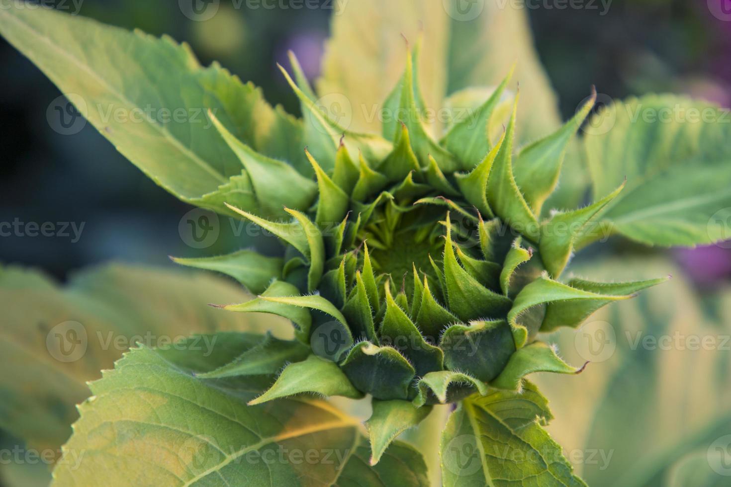 Sunflower in the garden. Sunflowers blooming in the garden photo