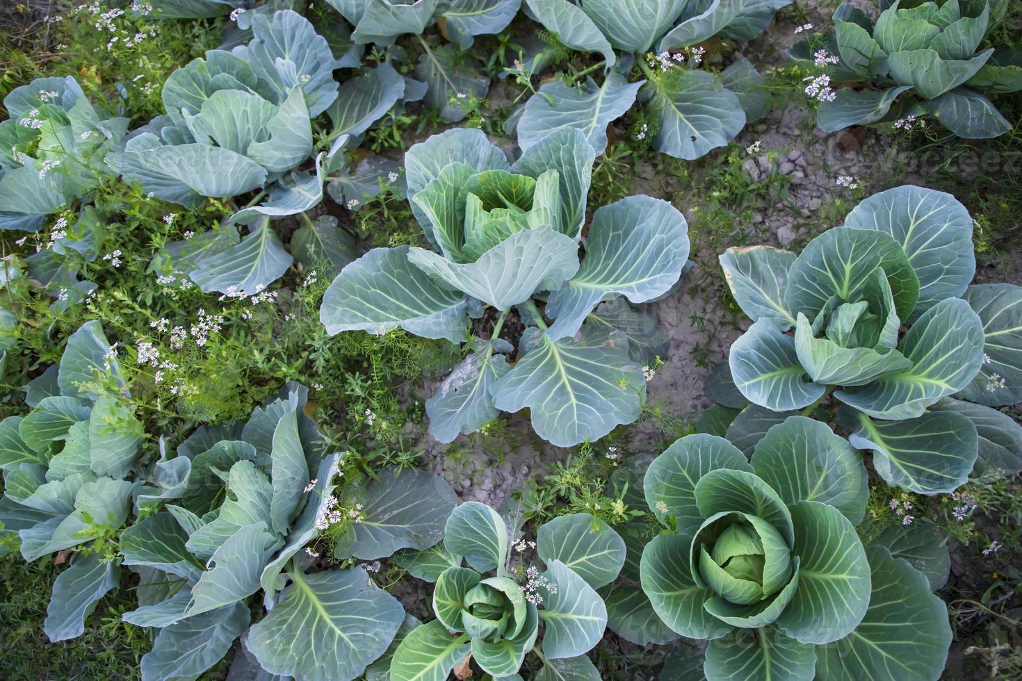 Cabbage field in the garden. Green cabbage growing in the garden photo