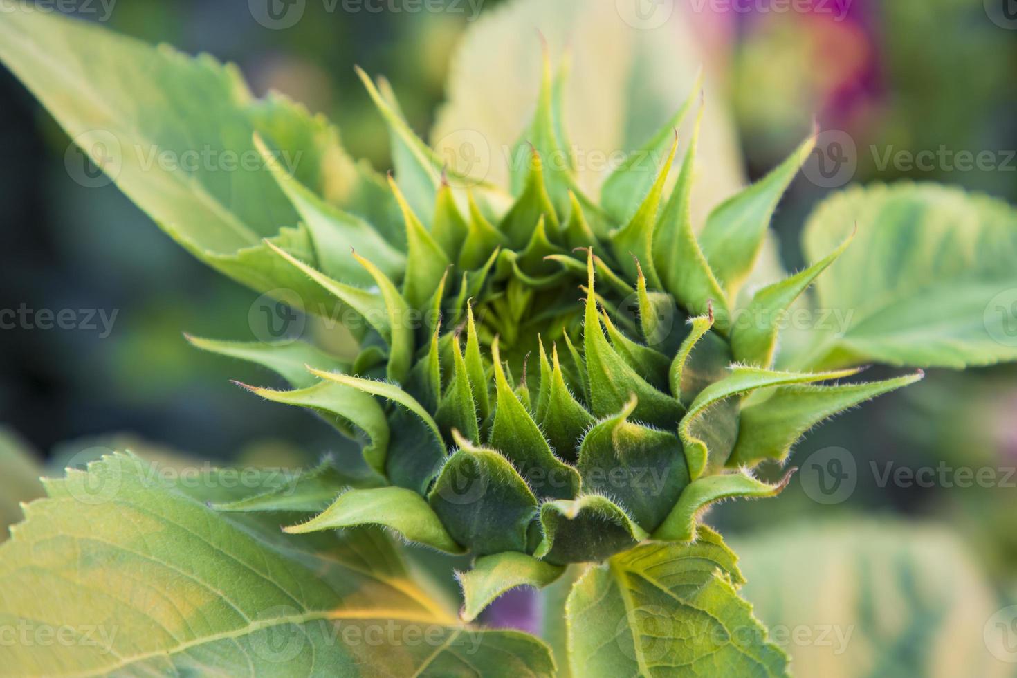 Sunflower in the garden. Sunflowers blooming in the garden photo
