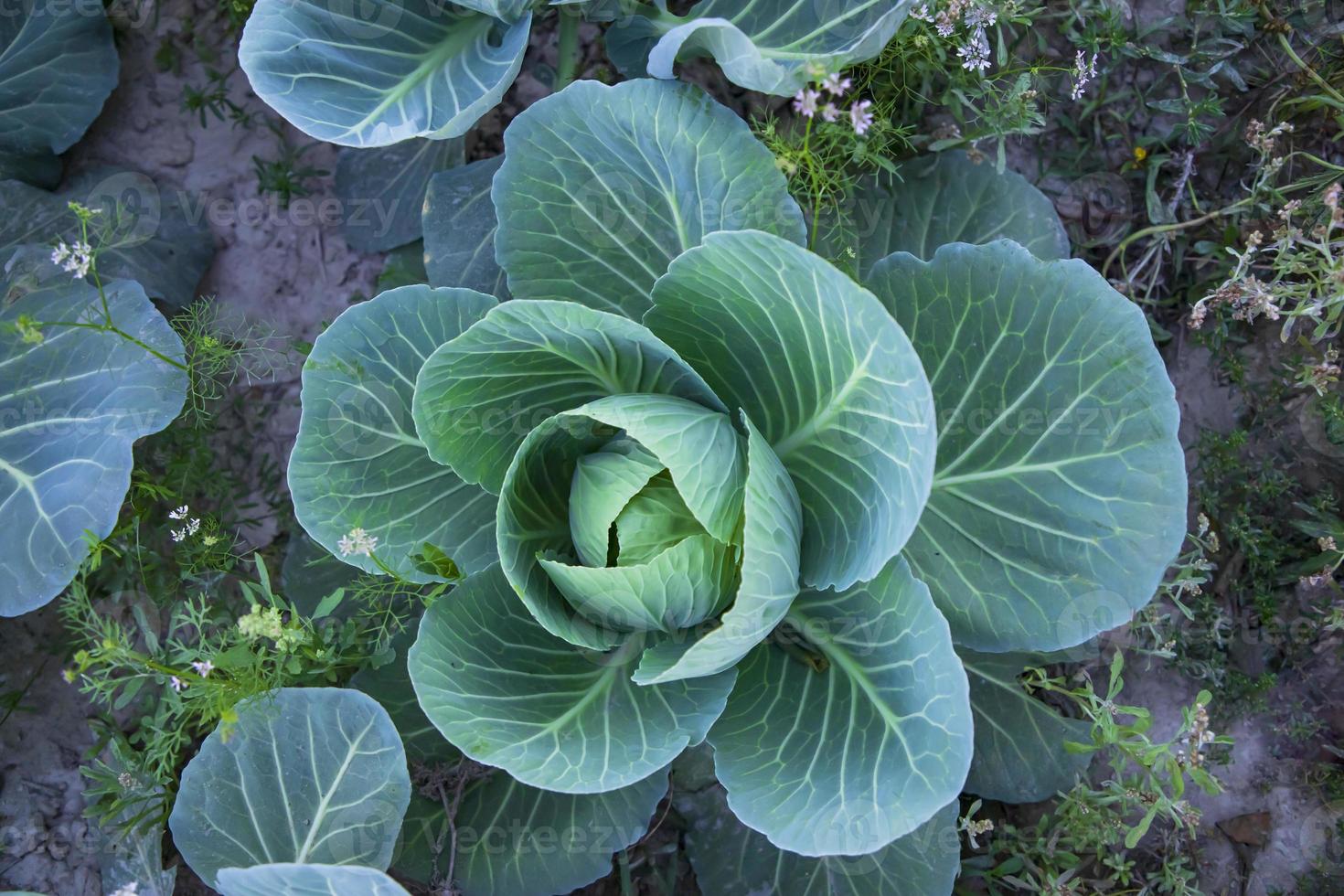 Cabbage grows in the garden. Cabbage growing in the garden photo