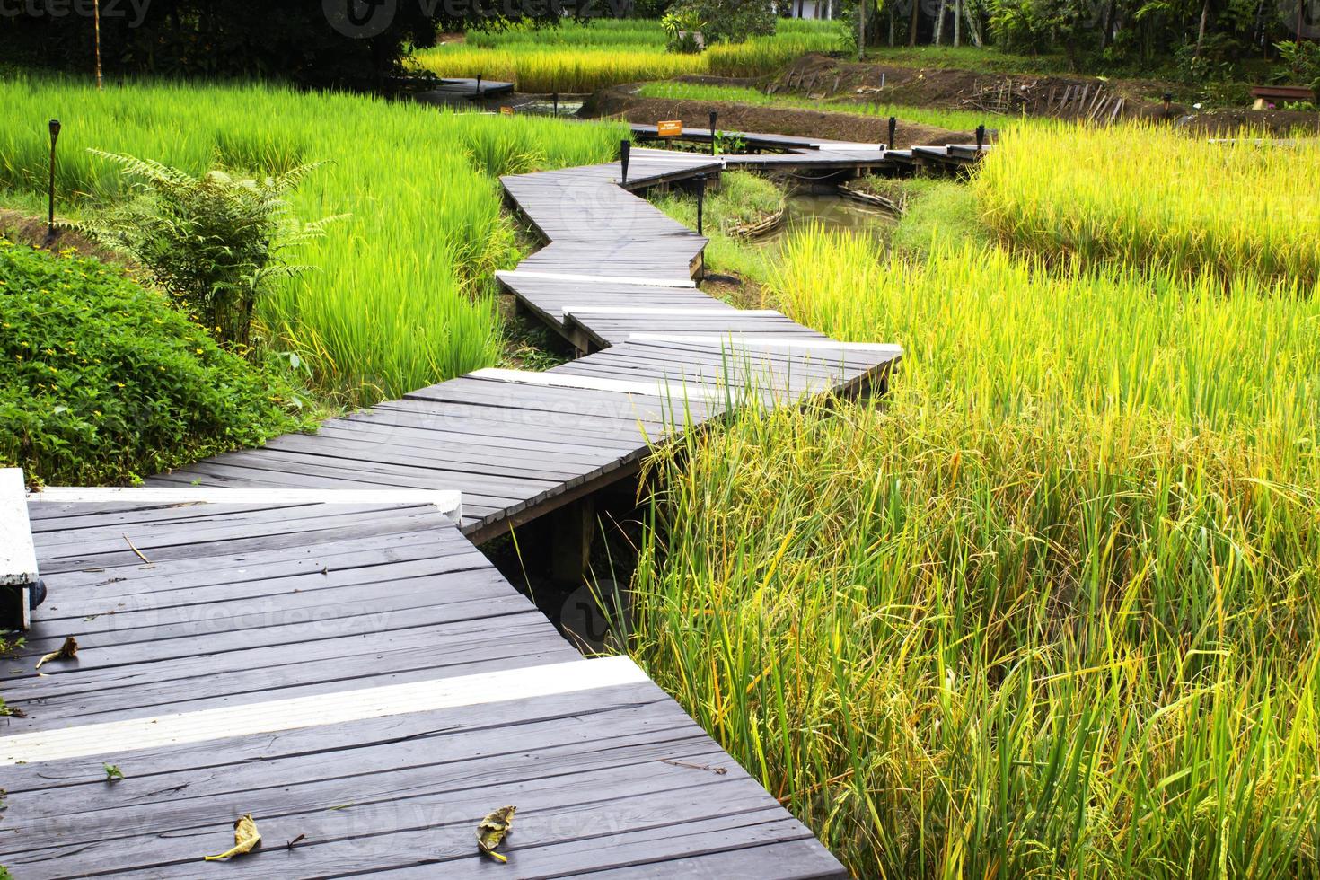 Boardwalks in rice. photo