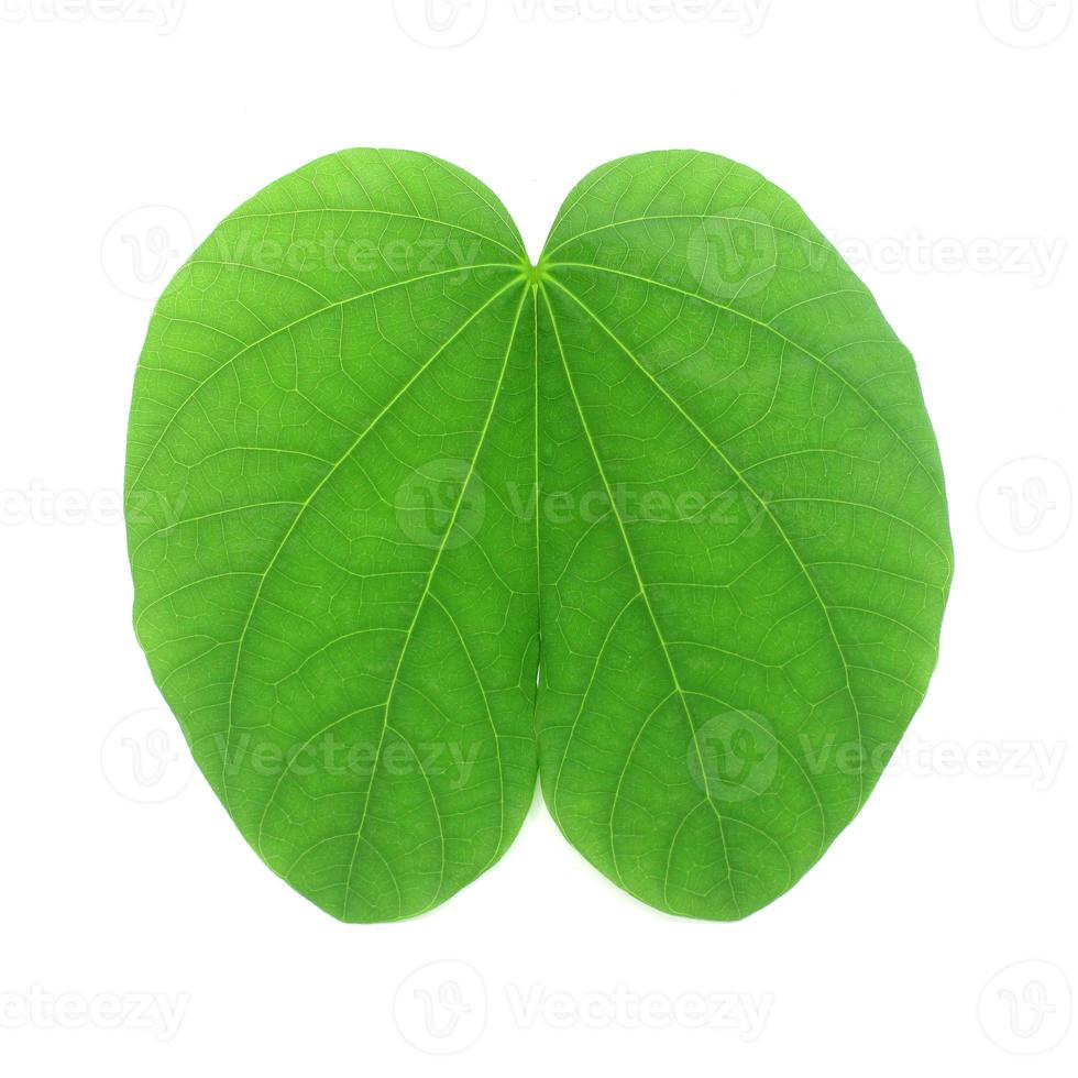 green bauhinia variegata leaves on white background photo