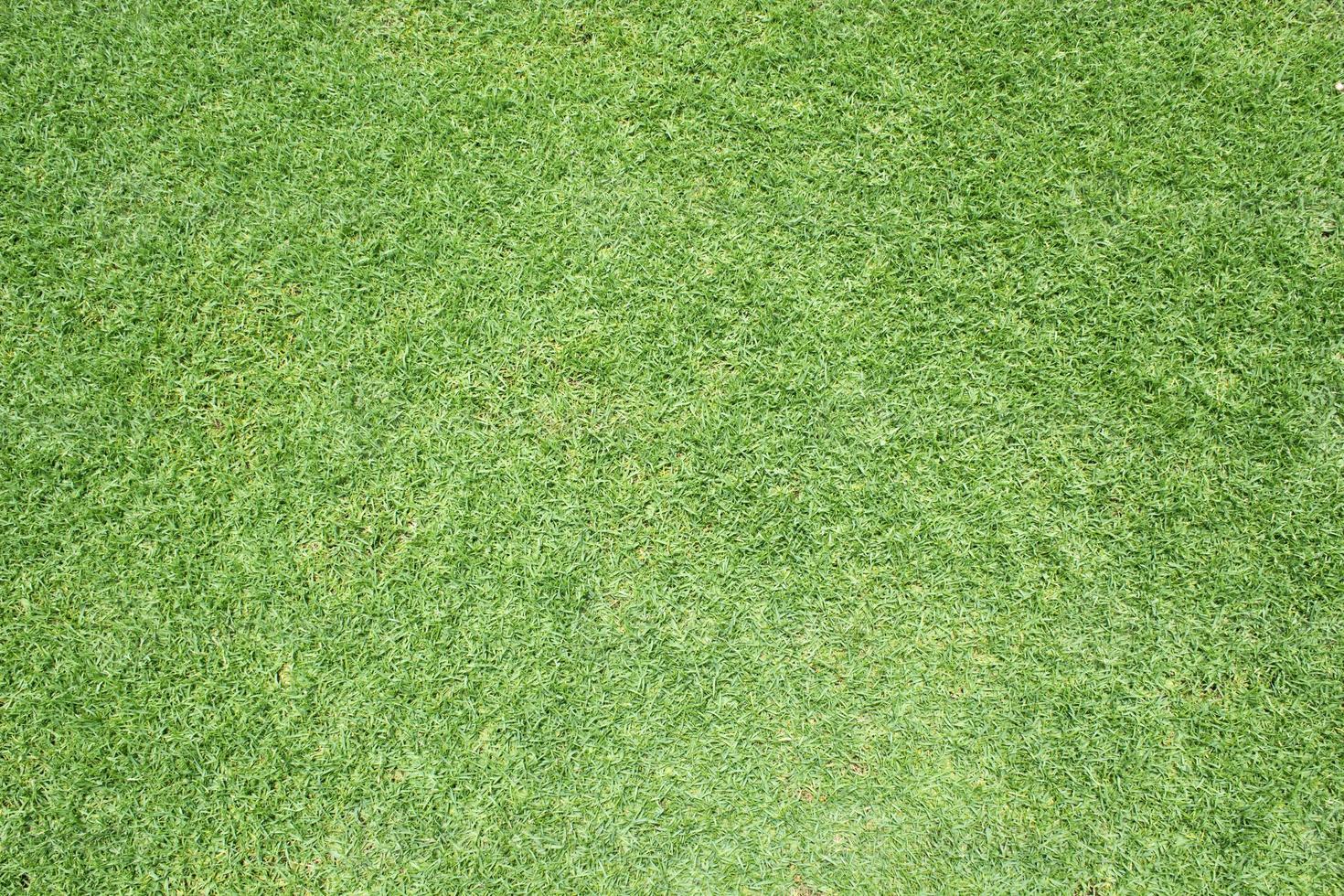 Beautiful green grass pattern from golf course photo