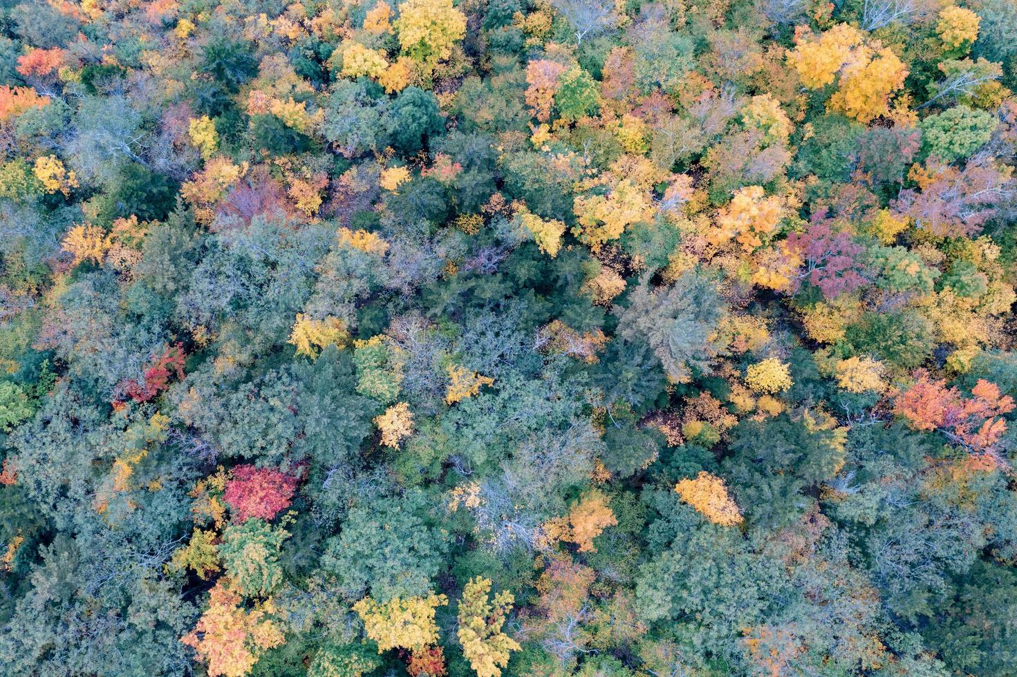 Peak foilage on the summit of Prospect Mountain in Lake George, New York. photo