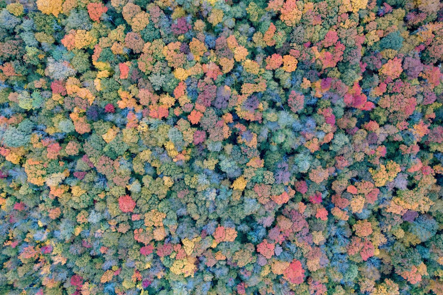 Peak foilage on the summit of Prospect Mountain in Lake George, New York. photo