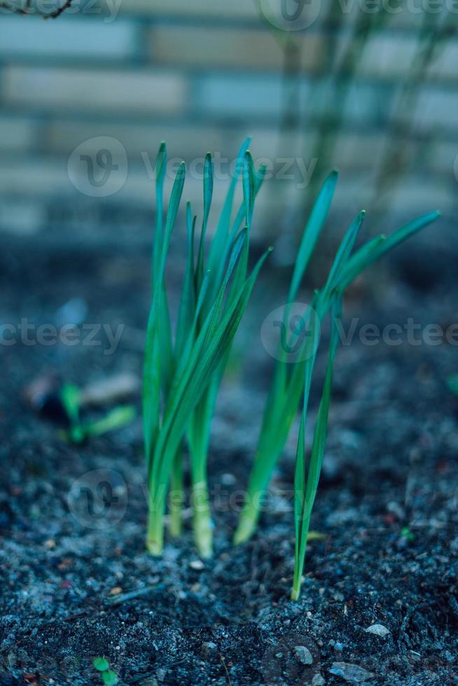 First flowers of spring starting to grow photo