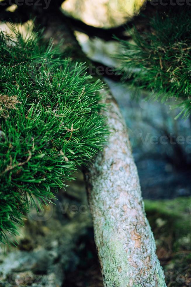 majestuoso arboles en un chino jardín durante primavera foto