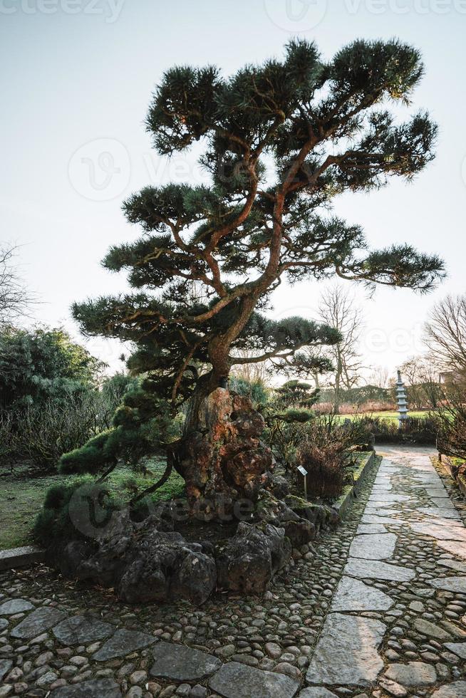 Majestic trees in a chinese garden during spring photo