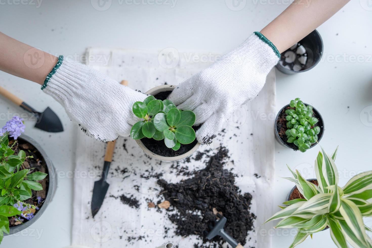 hobbies, holiday events, lift style, activity on vacant time, careers, woman is preparing to plant a tree by preparing the soil and place for planting. Planting trees helps reduce global warming photo