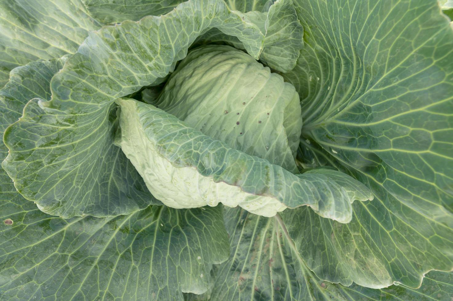 Cabbage cultivation in Egyptian fields, healthy food, keto diet photo