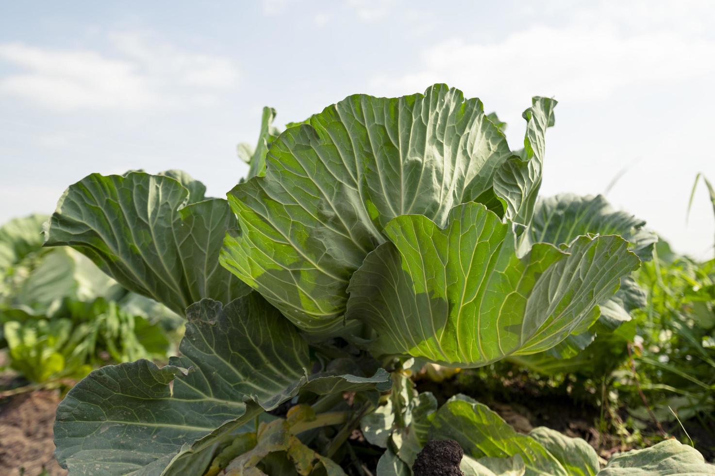 Cabbage plant from Egyptian agricultural fields photo