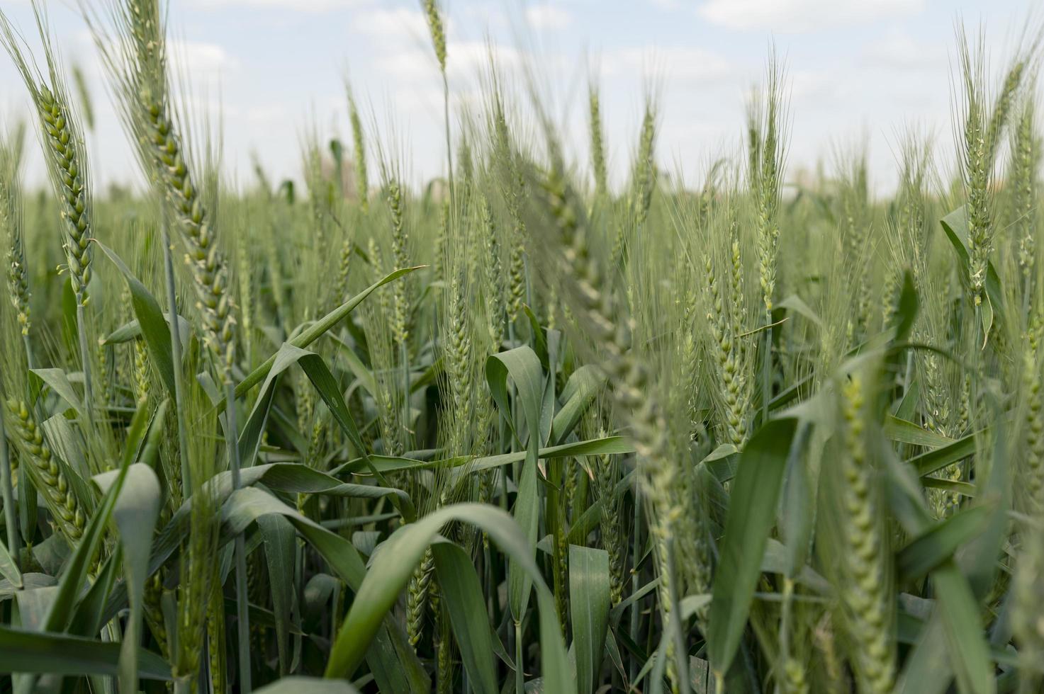 green wheat field photo