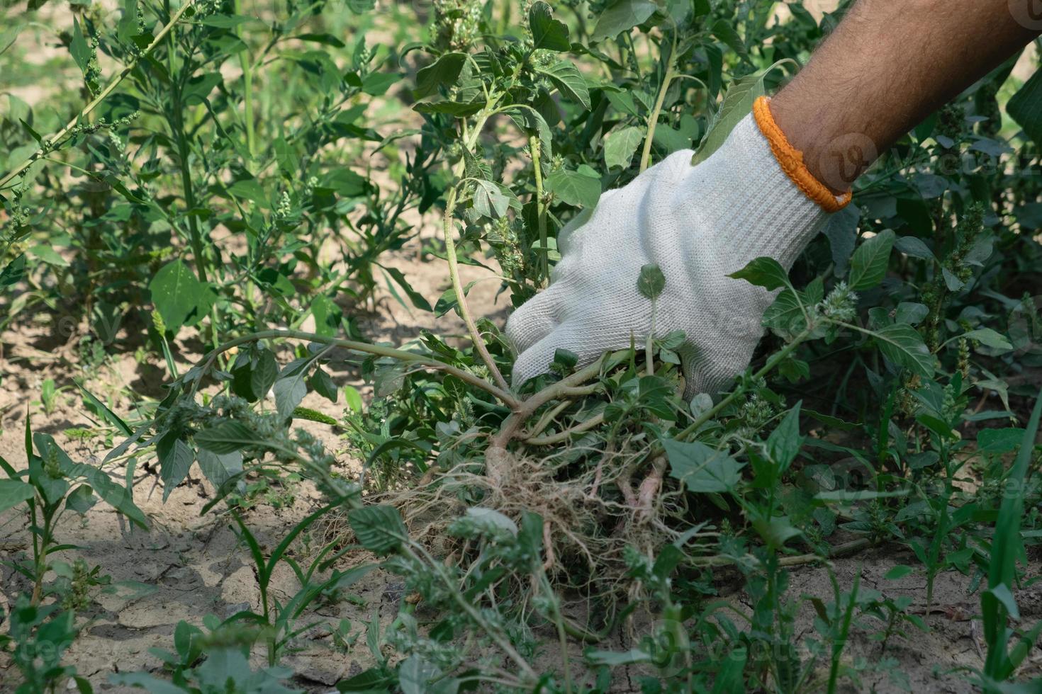 A hand in a cloth glove removes weeds in the garden. Gardening concept photo