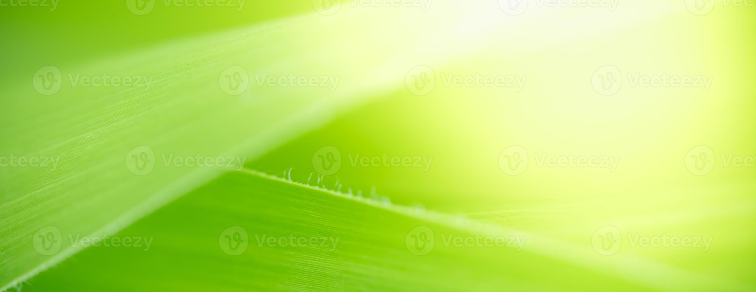 Abstract nature green blurred background nature leaf on greenery background in garden with copy space using as background wallpaper page concept. photo