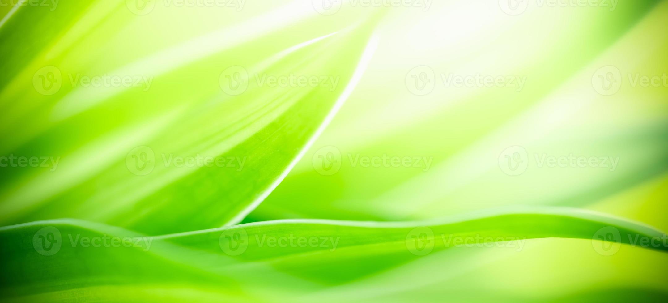 Abstract nature green blurred background nature leaf on greenery background in garden with copy space using as background wallpaper page concept. photo