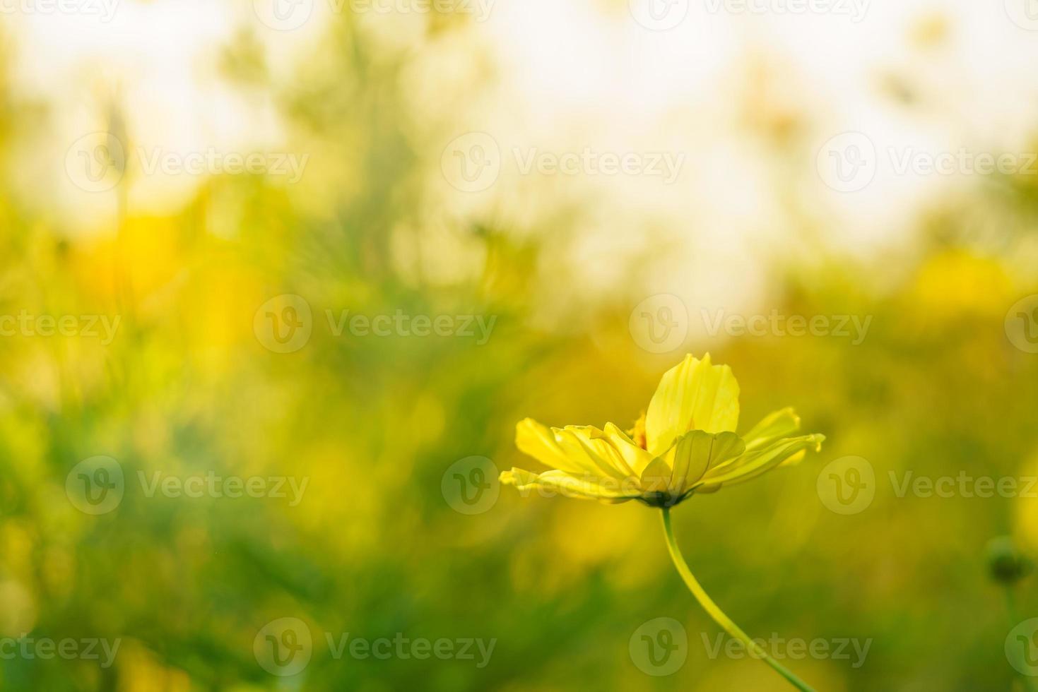 primer plano de la flor amarilla del cosmos bajo la luz del sol con espacio de copia utilizando como fondo el paisaje natural de las plantas, concepto de portada de papel tapiz ecológico. foto