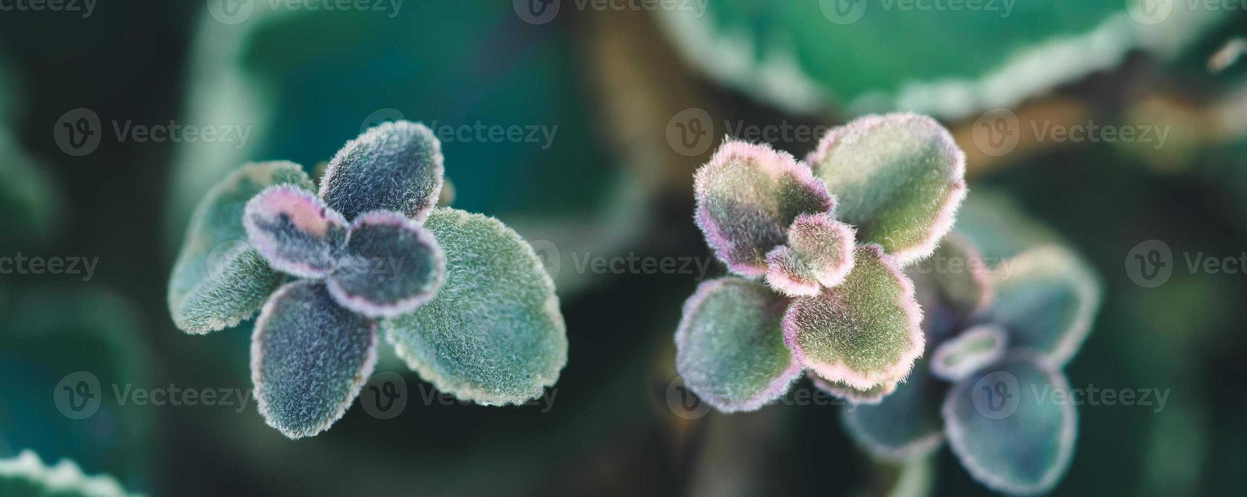 Closeup of beautiful nature view young green leaf with hair on blurred greenery background in garden using as background cover page concept. photo