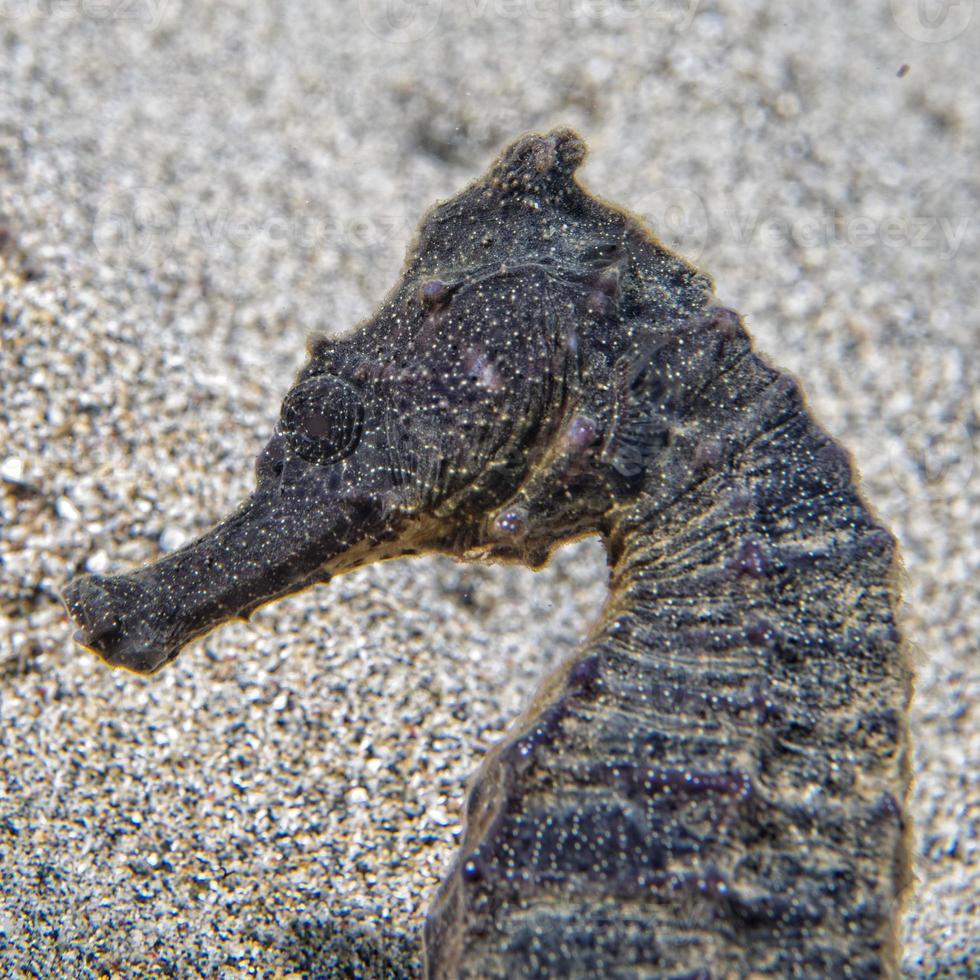 Black sea horse looking at you in Indonesia photo