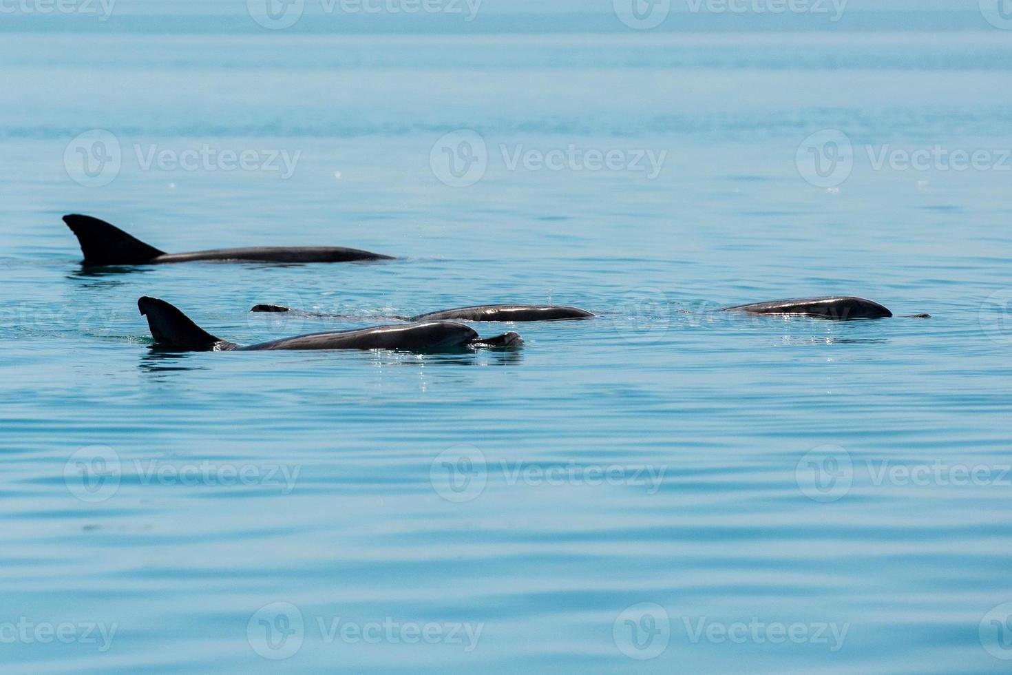 monkey mia dolphins near the shore photo