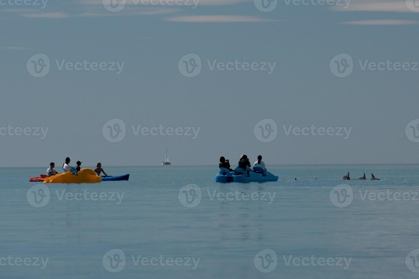 dolphins near the shore get in touch with humans photo