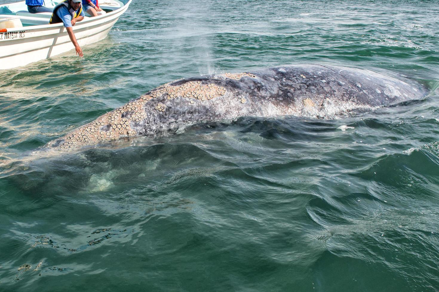 ALFREDO LOPEZ MATEOS - MEXICO - FEBRUARY, 5 2015 - grey whale approaching a boat photo