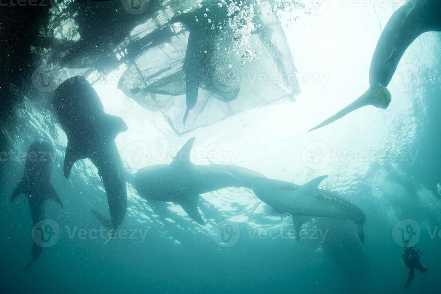 Whale Shark close up underwater portrait photo