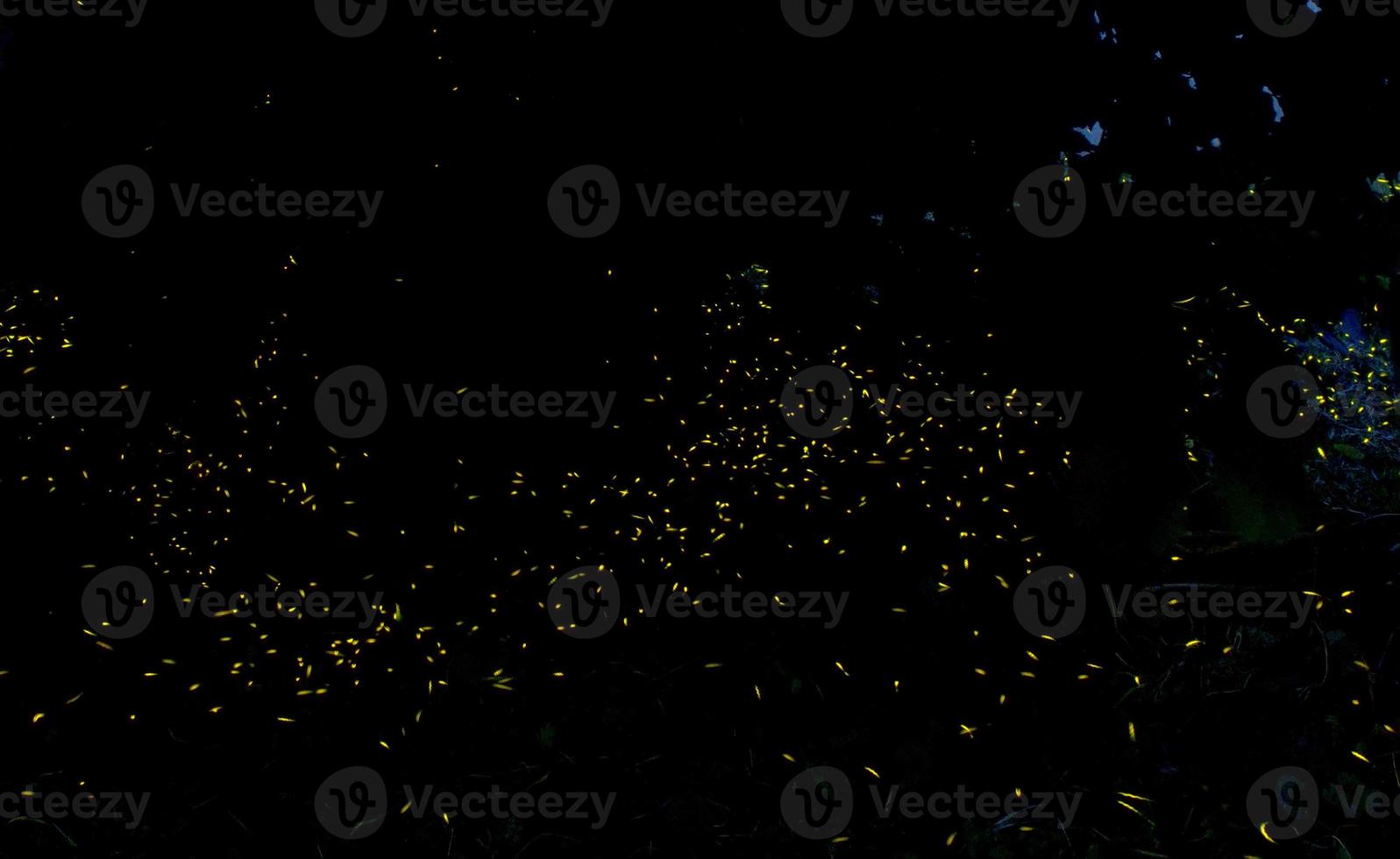 A lot of lighted firefly on night time photo