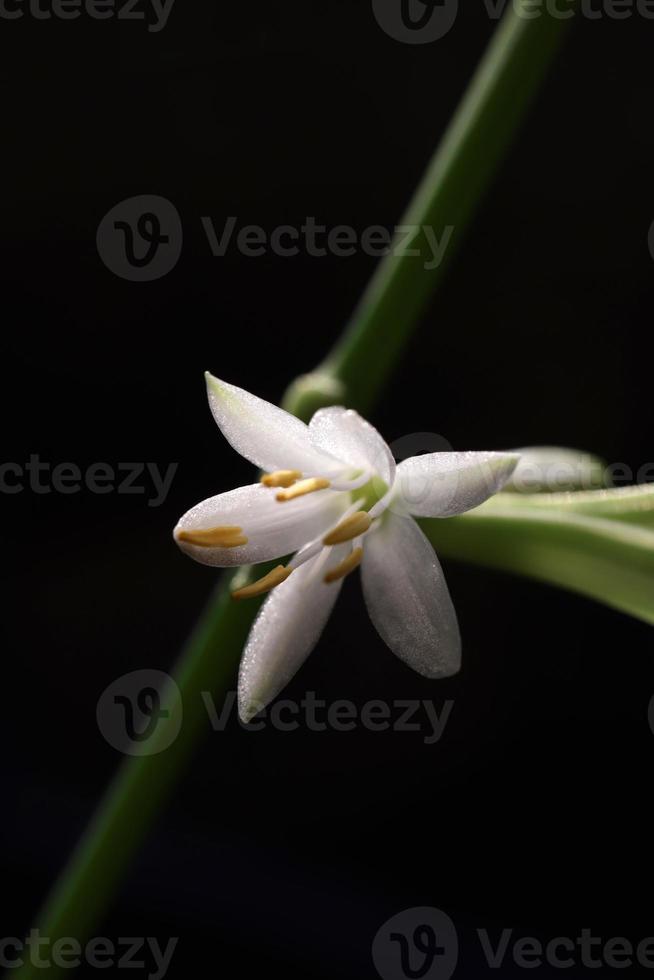 Spider plant white flower. Green leaf texture. Nature floral background. Organic botanical beauty macro closeup. photo