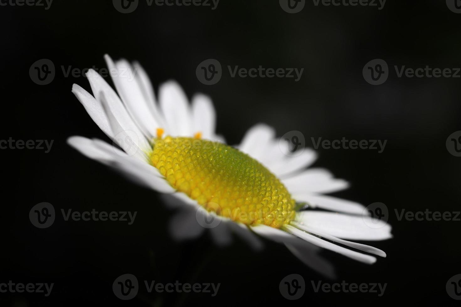 Chamomile texture macro closeup. Green leaf texture. Nature floral background. Organic botanical beauty macro closeup. photo